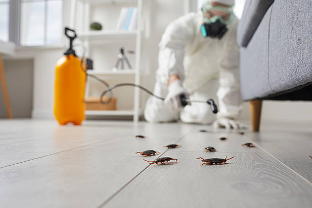 Commercial Rodent Management in Campbell